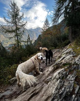 Dog sitter casalingo