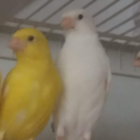 Canarini brinati 2024