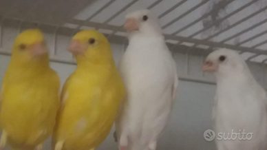 Canarini brinati 2024