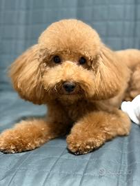 Barboncino per monta