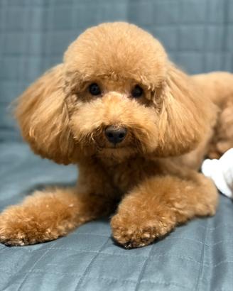 Barboncino per monta