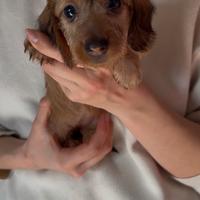 Cuccioli di bassotto