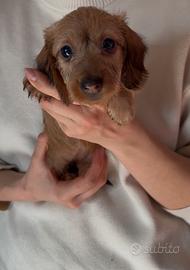 Cuccioli di bassotto