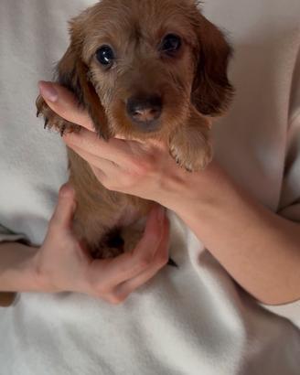 Cuccioli di bassotto