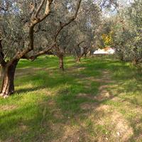 Uliveto e terreno Tre ponti Pesaro uso gratuito ,