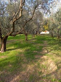 Uliveto e terreno Tre ponti Pesaro uso gratuito ,