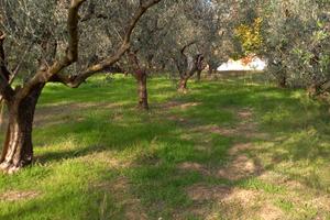 Uliveto e terreno Tre ponti Pesaro uso gratuito ,