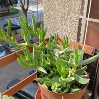 piantina di Carpobrotus