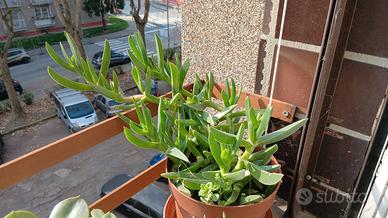 piantina di Carpobrotus