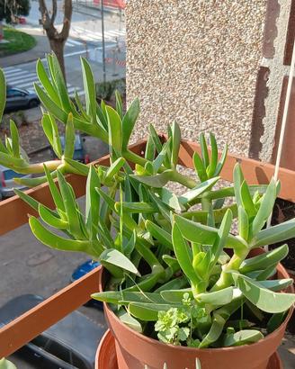 piantina di Carpobrotus