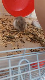 Cuccioli di criceti