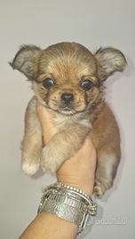 Chihuahua maschietto Pedigree