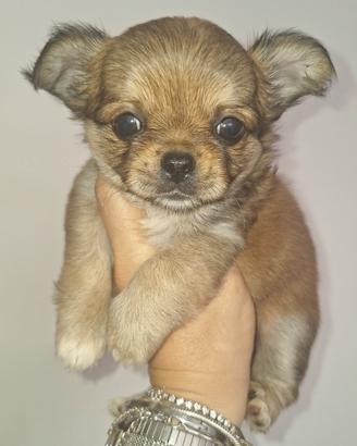 Chihuahua maschietto Pedigree