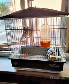 Cocorita maschio piu' gabbia e accessori