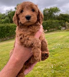 Cuccioli barboncini mini toy M e F