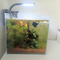 Acquario completo 