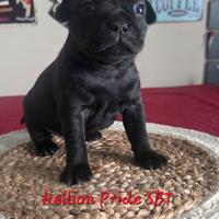 Staffordshire bull terrier cuccioli