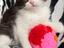 Immagine 4