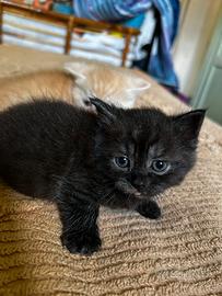 Cucciolini gattini