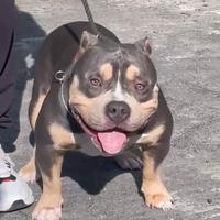 AmericanBully Pocket Maschio