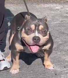 AmericanBully Pocket Maschio