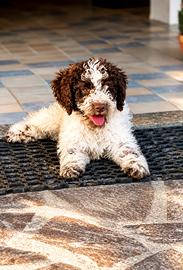 Ultimi 2 cuccioli di Lagotto Romagnollo