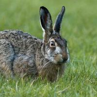 Conigli razza giganti