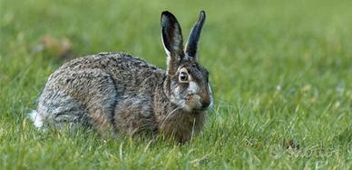 Conigli razza giganti