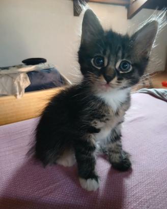 Gattino tigrato pelo lungo