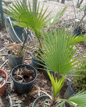 palme