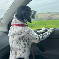 Dolcissima cagnolina