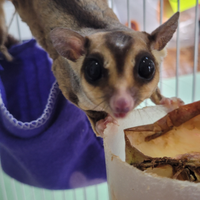 Coppia riproduttiva di petauri dello zucchero