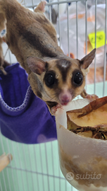 Coppia riproduttiva di petauri dello zucchero