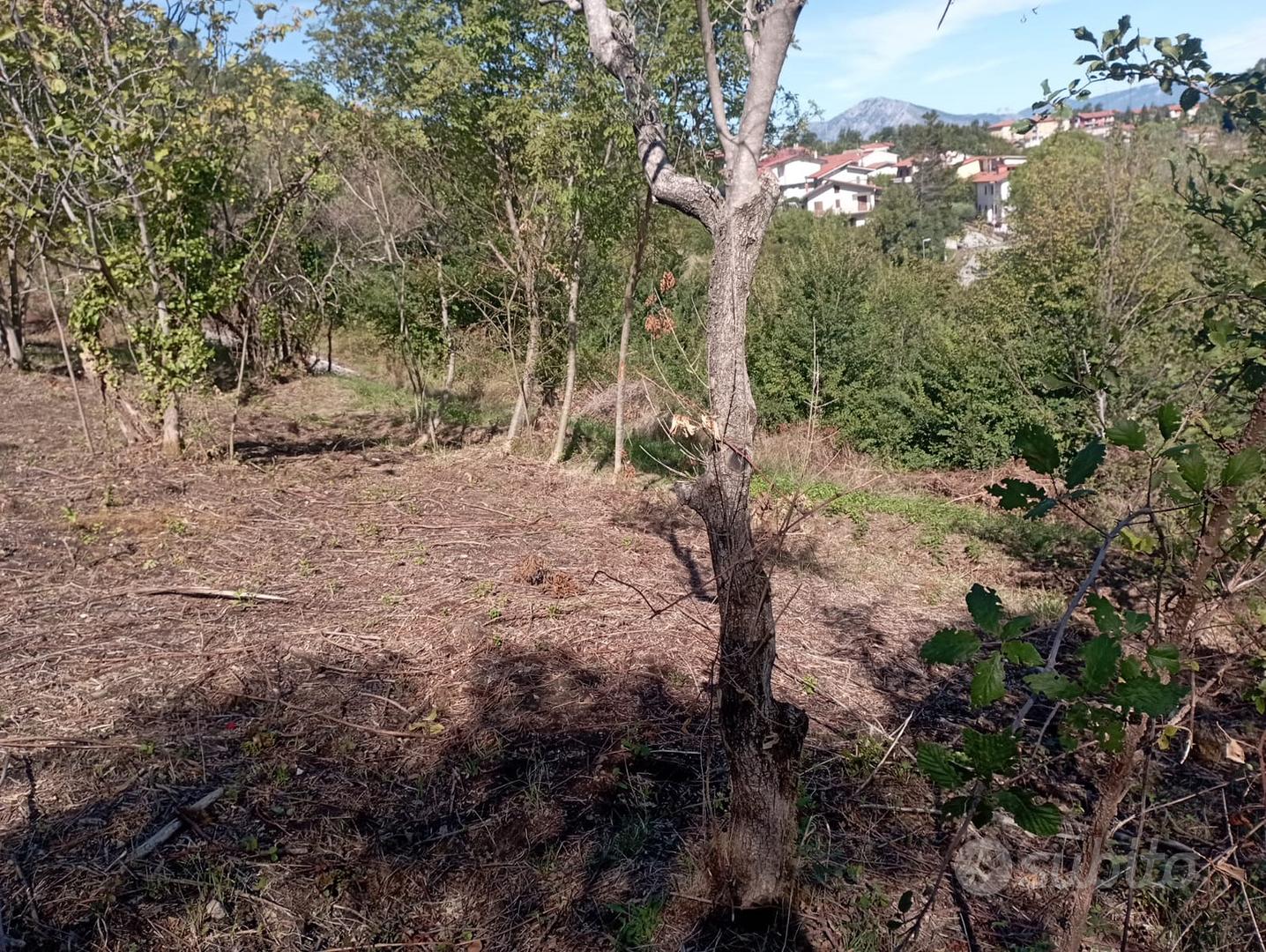 Pietrastornina terreno agricolo seminativo arboreo - Vista 3