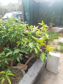 piante limoni