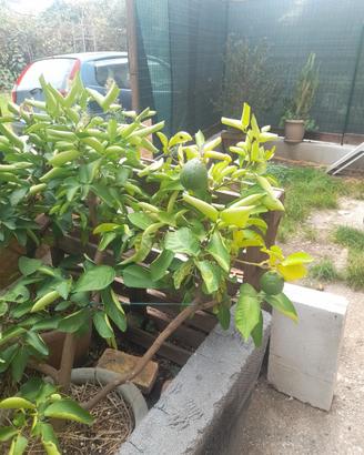 piante limoni