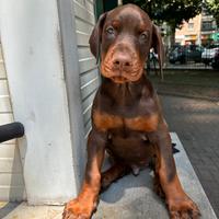 Dobermann