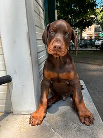 Dobermann