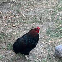 Gallo