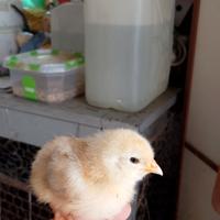 Pulcini di Gallina allevate a terra