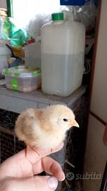 Pulcini di Gallina allevate a terra