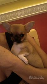 Chihuahua femmina
