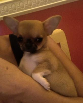 Chihuahua femmina