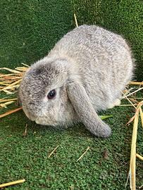 Cuccioli conigli ariete nano