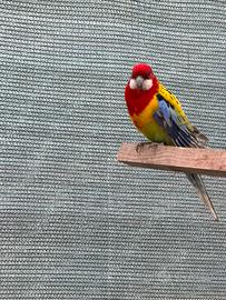 Rosella manto d'oro