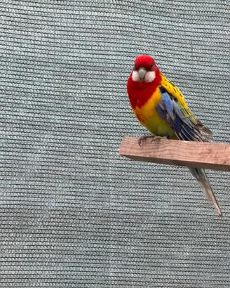 Rosella manto d'oro