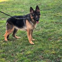 Cuccioloni di Pastore Tedesco