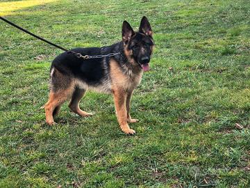 Cuccioloni di Pastore Tedesco