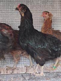 Galline araucana