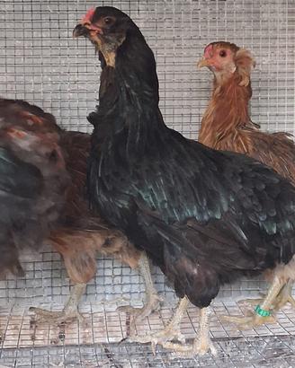 Galline araucana